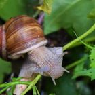 Weinbergschnecke auf Grünzeug