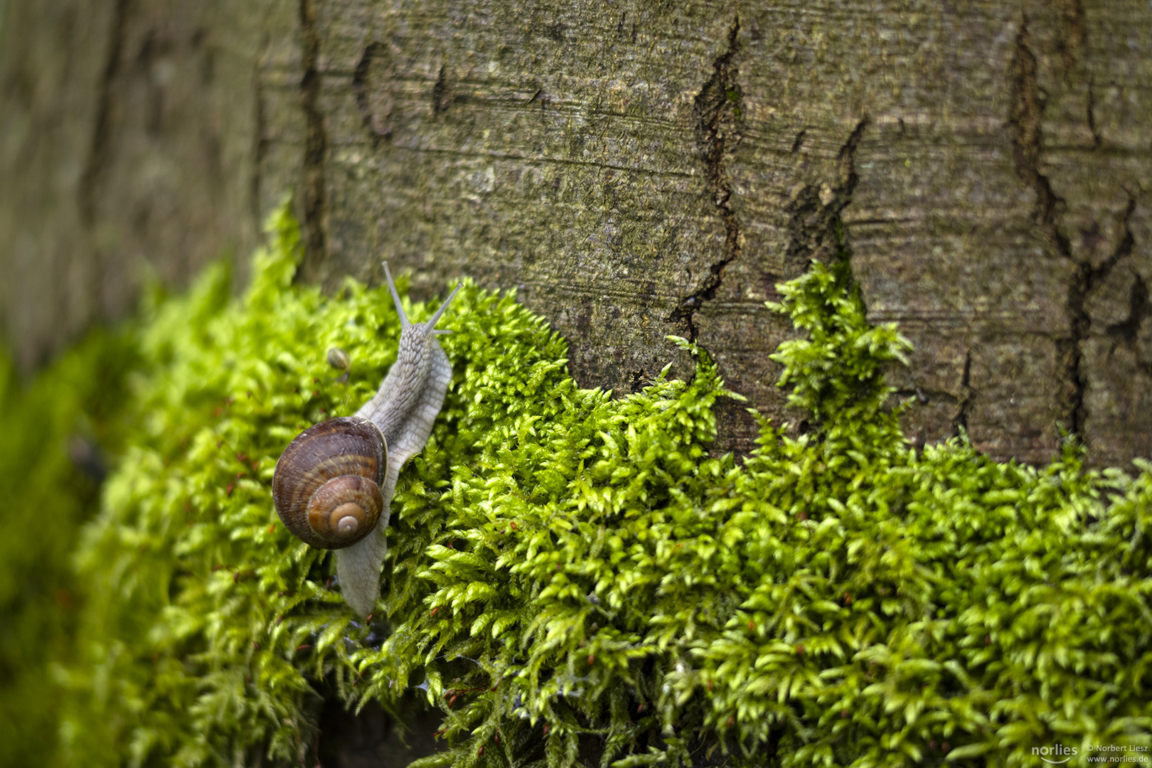 Weinbergschnecke auf Moos