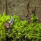 Weinbergschnecke auf Moos