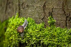 Weinbergschnecke auf Moos