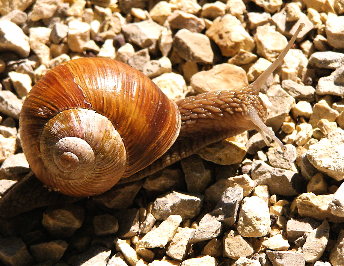 Weinbergschnecke auf steinigem Weg