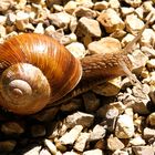 Weinbergschnecke auf steinigem Weg