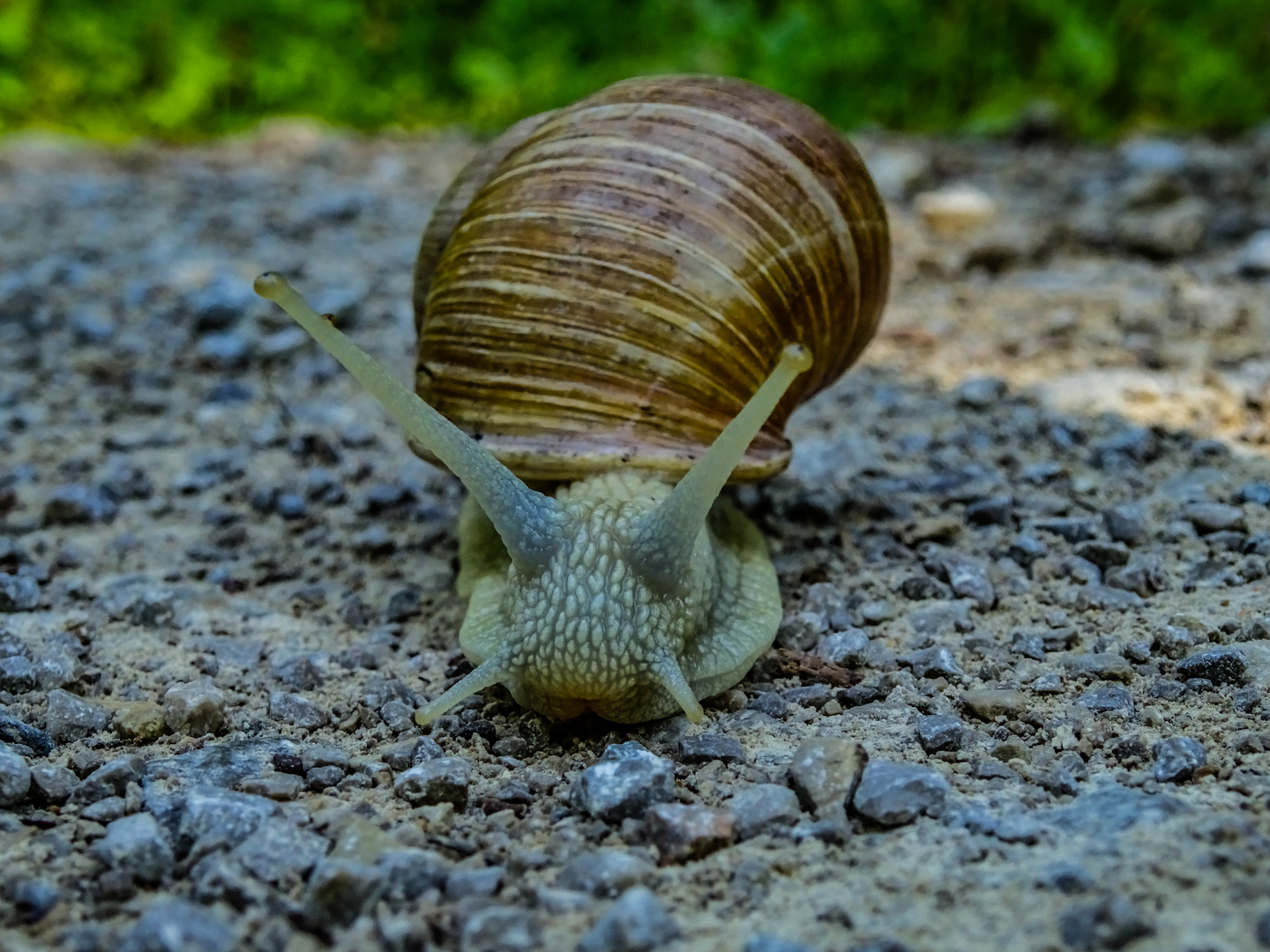 Weinbergschnecke auf Tour