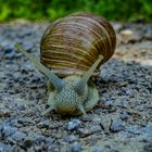 Weinbergschnecke auf Tour