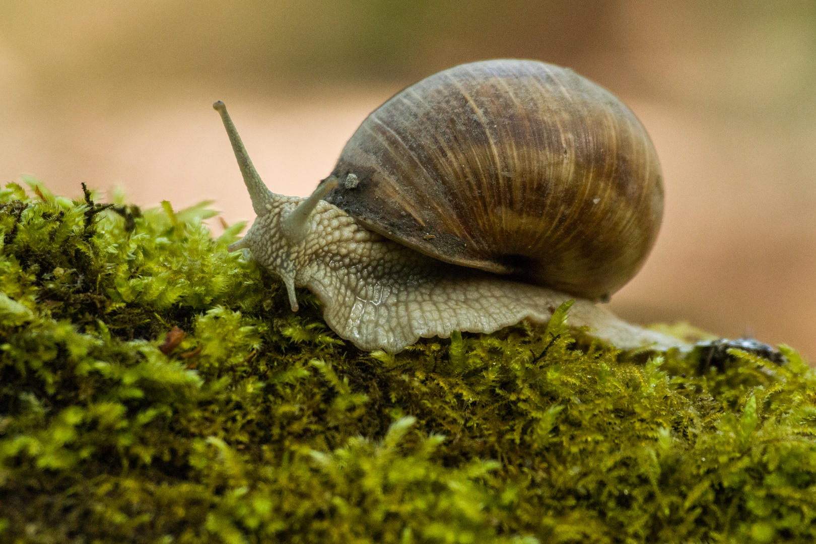 Weinbergschnecke auf Wanderschaft