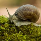 Weinbergschnecke auf Wanderschaft