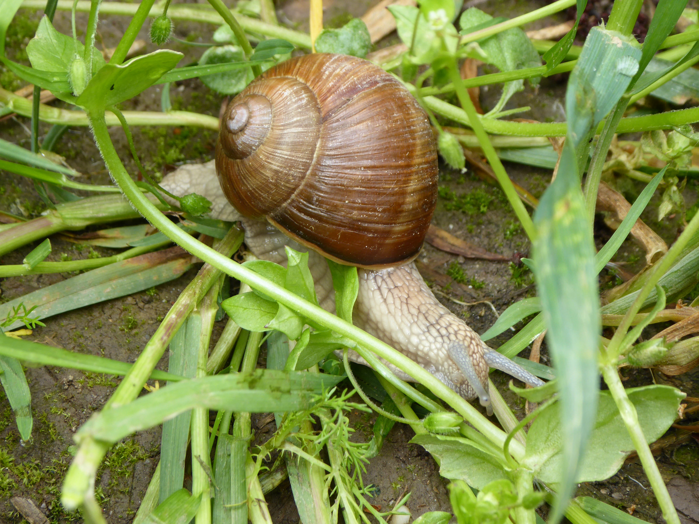 Weinbergschnecke auf Wanderschaft