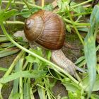 Weinbergschnecke auf Wanderschaft