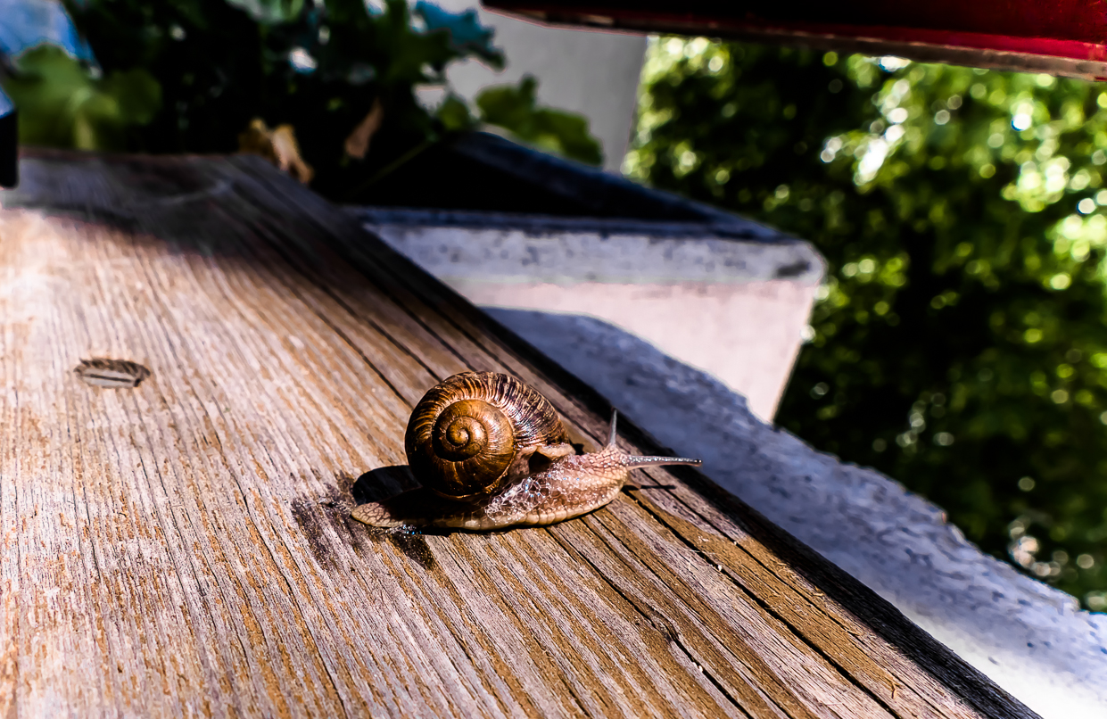 Weinbergschnecke aus dem BIO-Sackerl