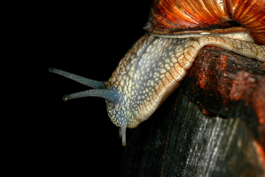 Weinbergschnecke