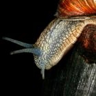 Weinbergschnecke