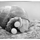 Weinbergschnecke