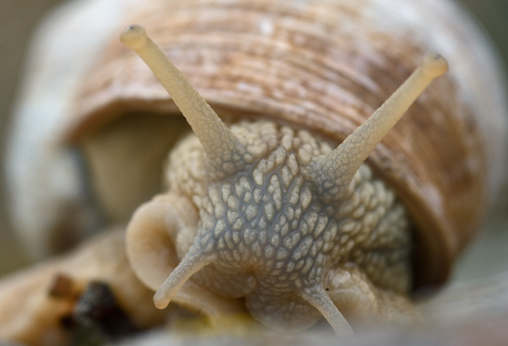 Weinbergschnecke