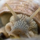 Weinbergschnecke