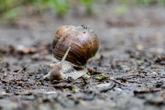 Weinbergschnecke