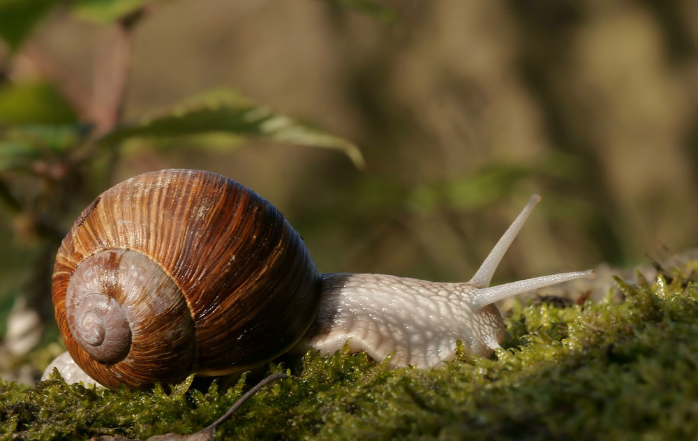 Weinbergschnecke