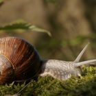 Weinbergschnecke