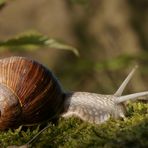 Weinbergschnecke