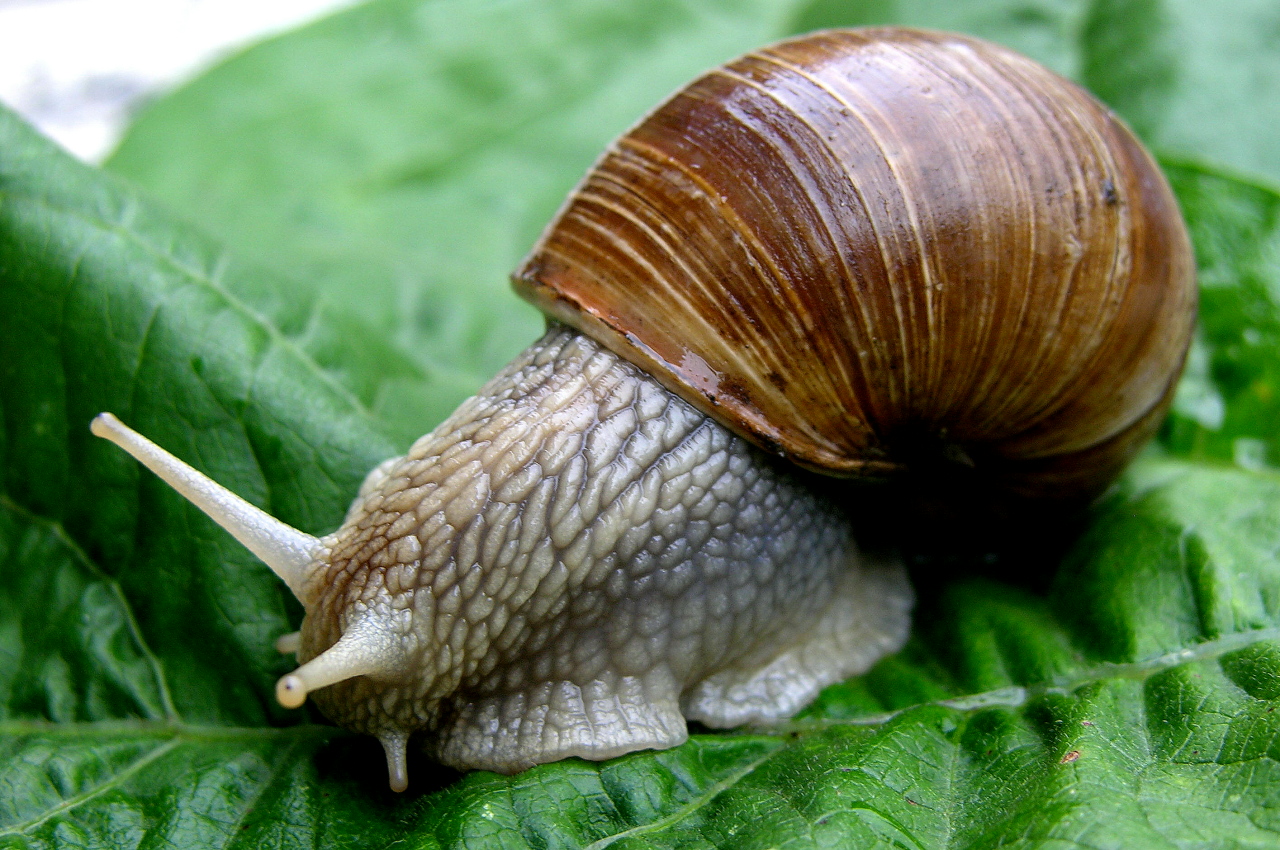 Weinbergschnecke