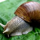 Weinbergschnecke