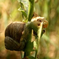 Weinbergschnecke