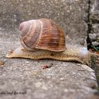 Weinbergschnecke