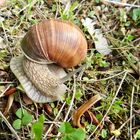 Weinbergschnecke