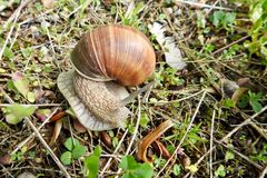 Weinbergschnecke