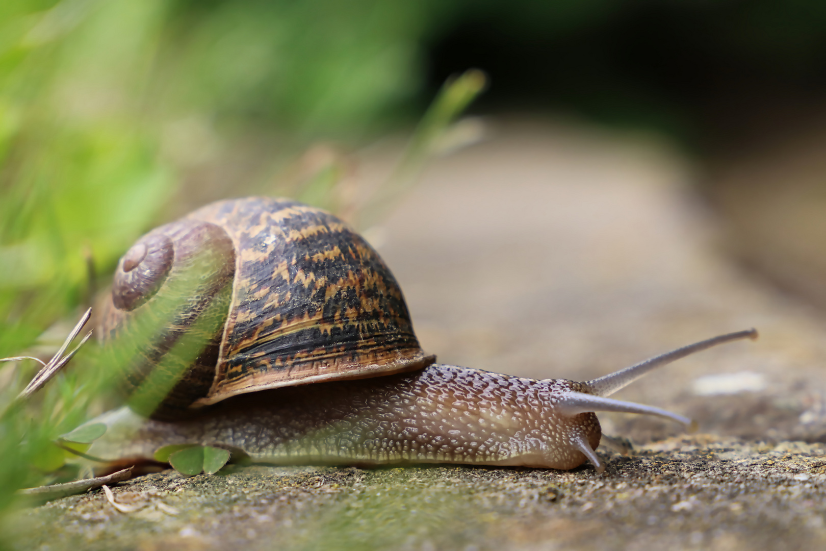 Weinbergschnecke