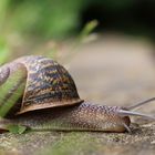 Weinbergschnecke