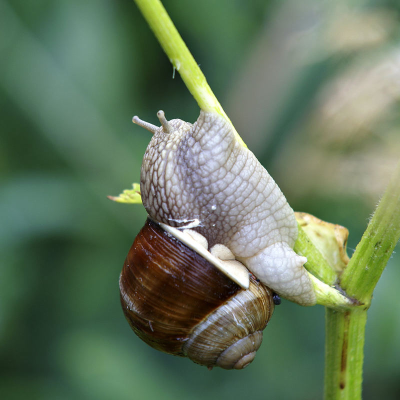 Weinbergschnecke