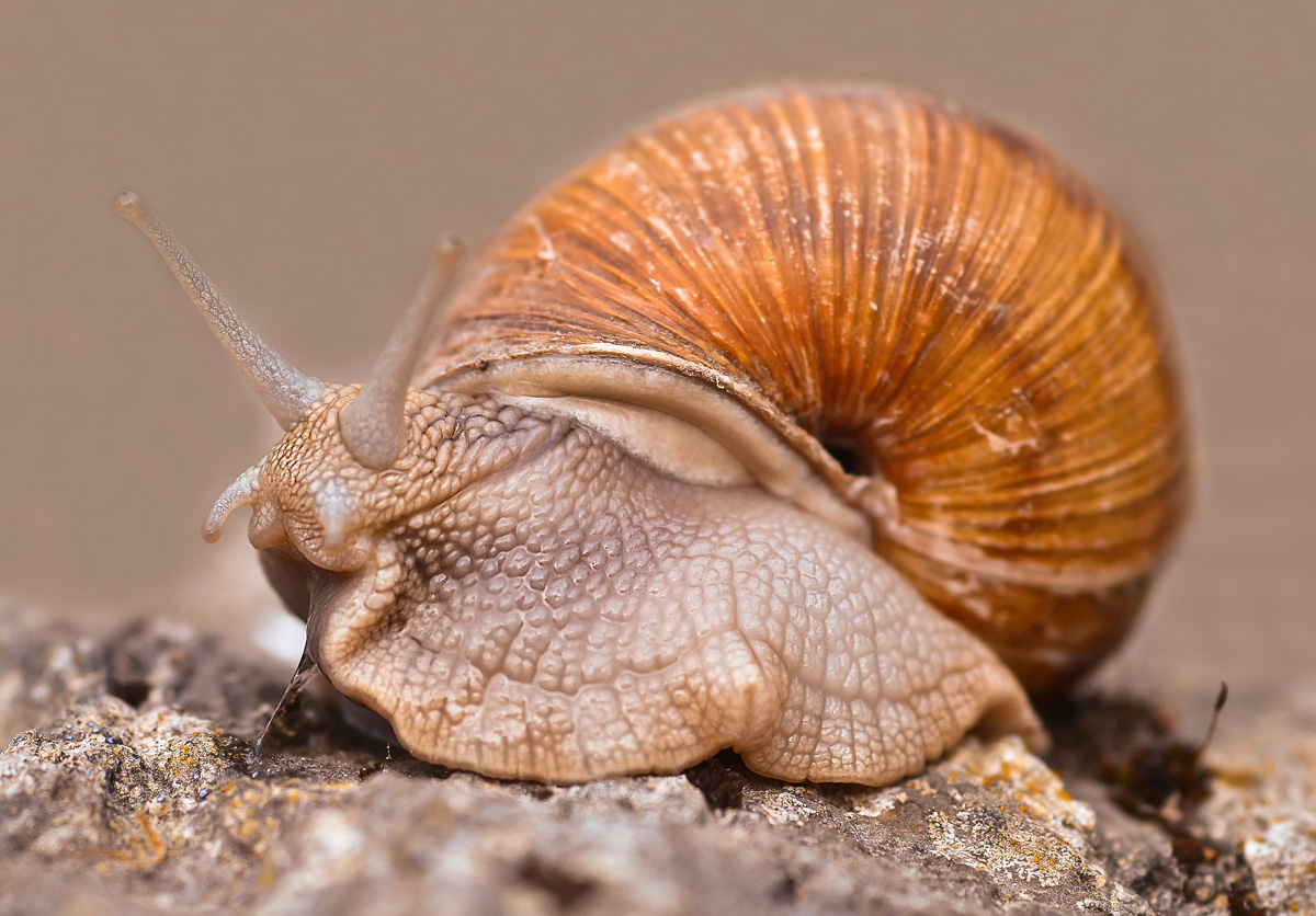 Weinbergschnecke