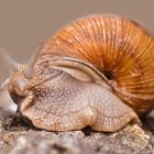 Weinbergschnecke