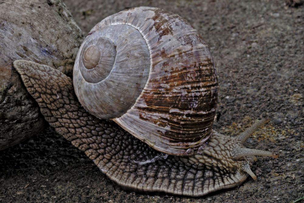 Weinbergschnecke .