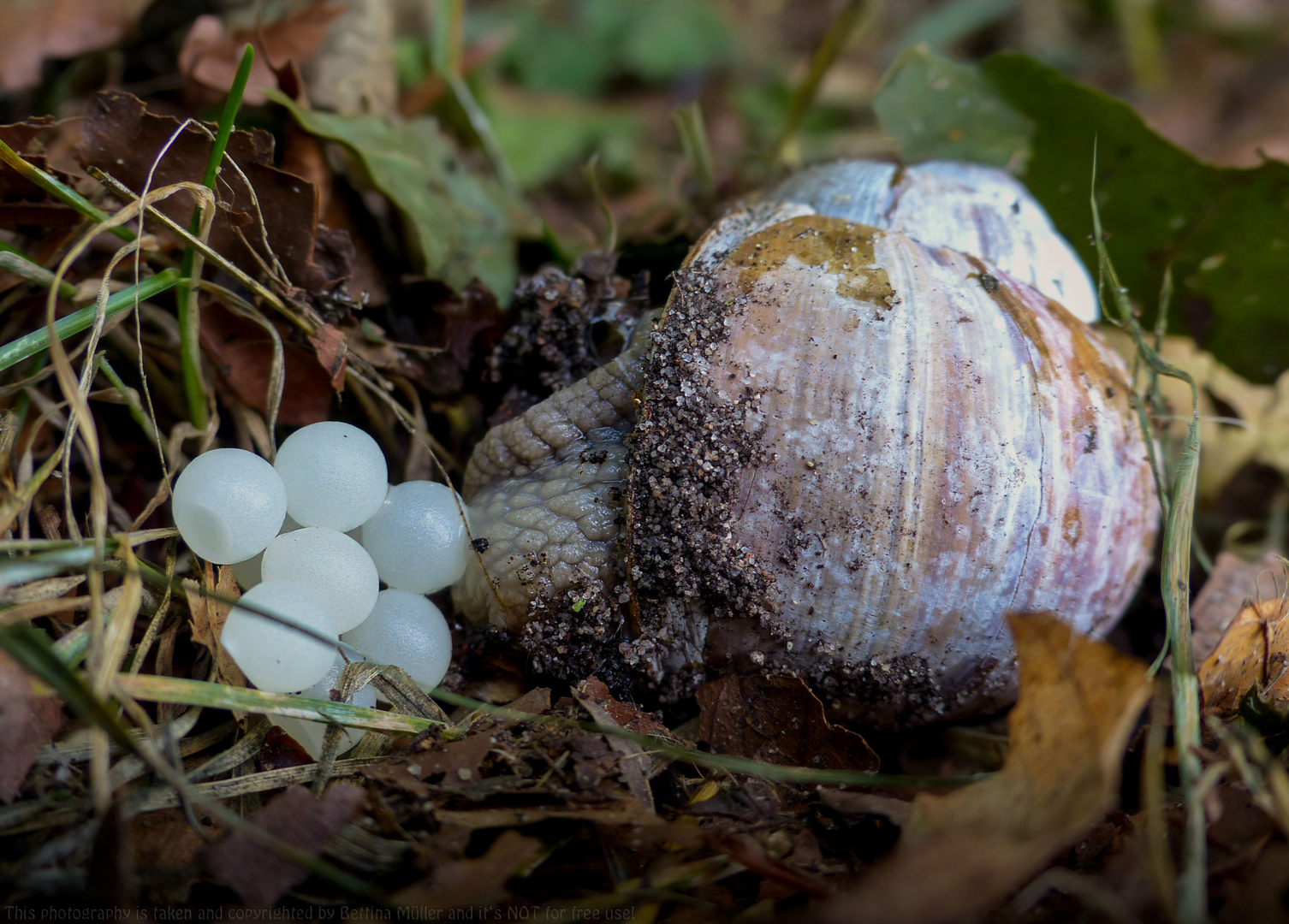 Weinbergschnecke bei der Eiablage