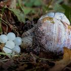 Weinbergschnecke bei der Eiablage