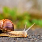 Weinbergschnecke bei einer Straßenüberquerung