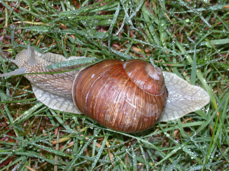 Weinbergschnecke bei uns im Garten ( leider kein Weinberg...)