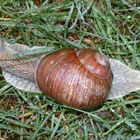 Weinbergschnecke bei uns im Garten ( leider kein Weinberg...)