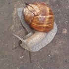 Weinbergschnecke beim Baden