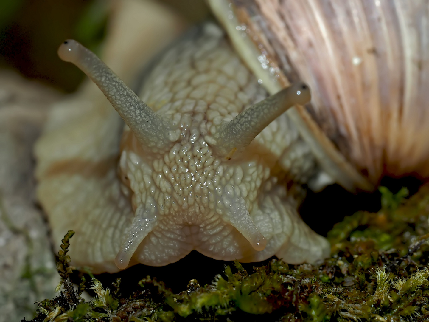 Weinbergschnecke beim Erwachen vom Winterschlaf ...