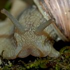 Weinbergschnecke beim Erwachen vom Winterschlaf ...