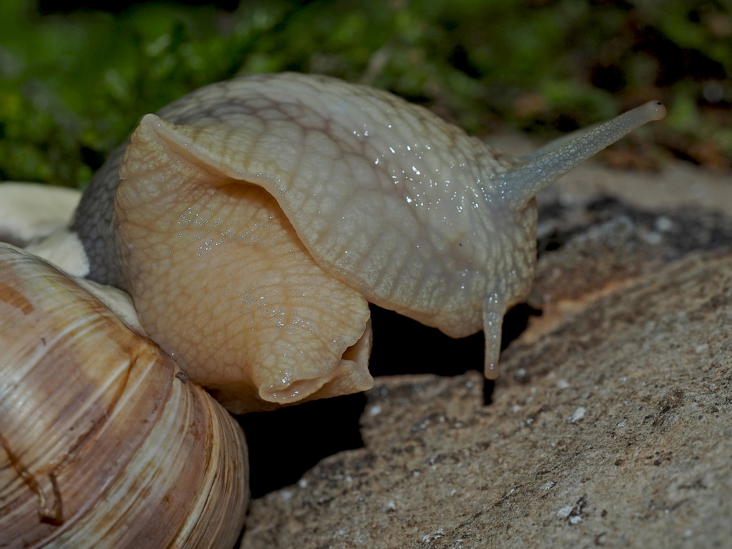 Weinbergschnecke beim Erwachen vom Winterschlaf ... 2. Foto