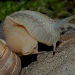 Weinbergschnecke beim Erwachen vom Winterschlaf ... 2. Foto