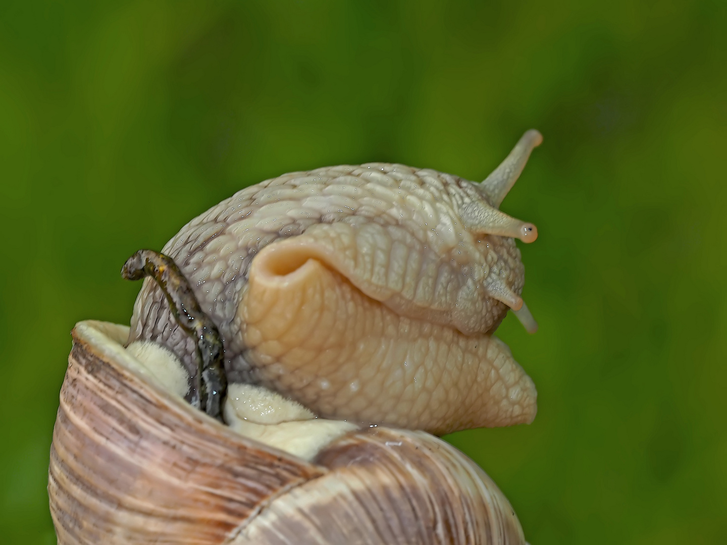 Weinbergschnecke beim Erwachen vom Winterschlaf ...  2. Foto