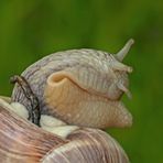 Weinbergschnecke beim Erwachen vom Winterschlaf ...  2. Foto