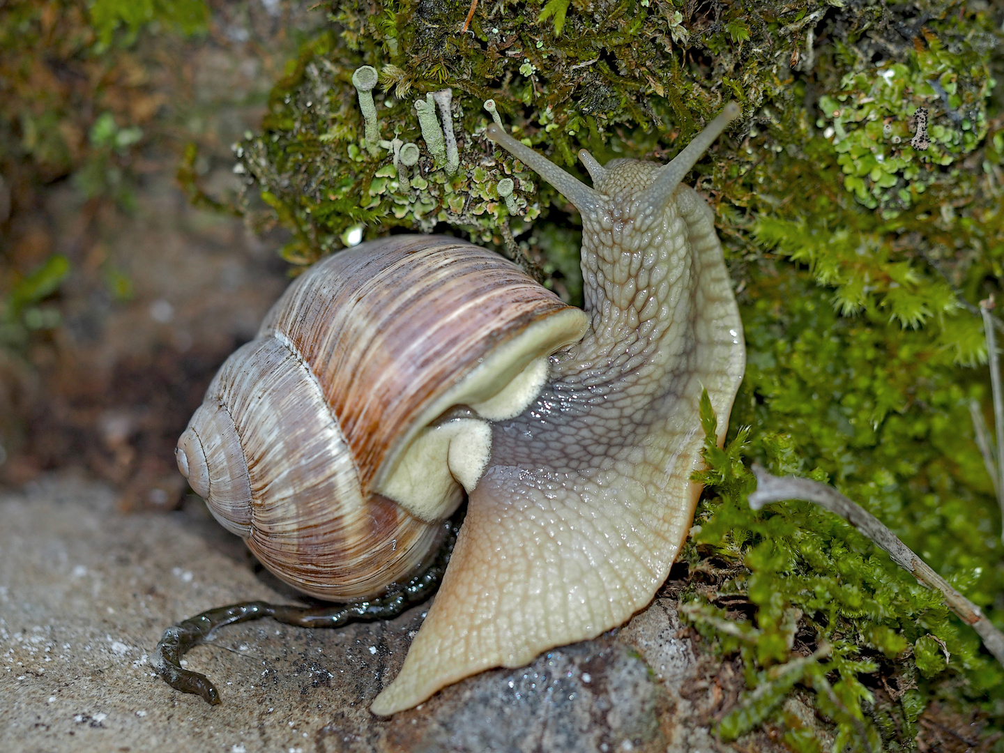 Weinbergschnecke beim Erwachen vom Winterschlaf ...