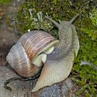 Weinbergschnecke beim Erwachen vom Winterschlaf ...