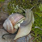 Weinbergschnecke beim Erwachen vom Winterschlaf ...