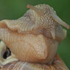 Weinbergschnecke beim Erwachen vom Winterschlaf ... 